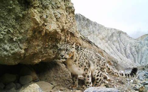 Ще оцелее ли снежният барс в Тибет? 